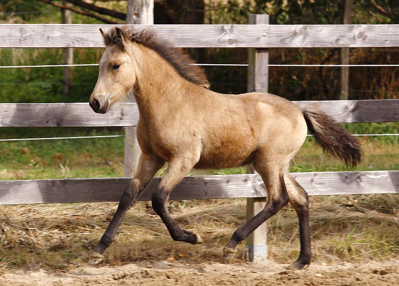 Diva von Heidmoor j.jpg